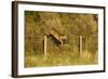 Roe Deer (Capreolus Capreolus) Doe Jumping Stock Fence, Scotland, UK, November 2011-Mark Hamblin-Framed Photographic Print