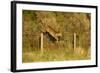 Roe Deer (Capreolus Capreolus) Doe Jumping Stock Fence, Scotland, UK, November 2011-Mark Hamblin-Framed Photographic Print