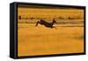 Roe Deer (Capreolus Capreolus) Doe Leaping Through Barley Field in Dawn Light. Perthshire, Scotland-Fergus Gill-Framed Stretched Canvas