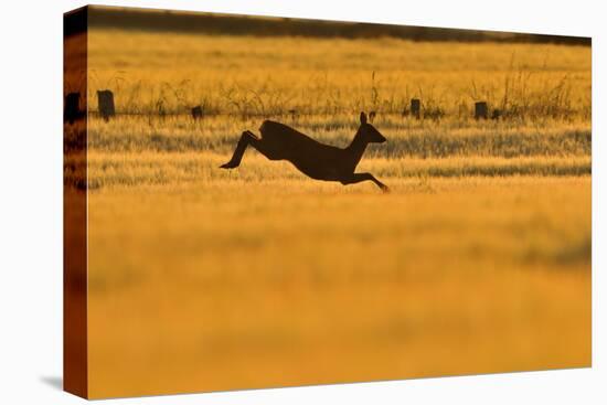 Roe Deer (Capreolus Capreolus) Doe Leaping Through Barley Field in Dawn Light. Perthshire, Scotland-Fergus Gill-Stretched Canvas