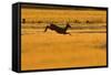Roe Deer (Capreolus Capreolus) Doe Leaping Through Barley Field in Dawn Light. Perthshire, Scotland-Fergus Gill-Framed Stretched Canvas