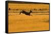 Roe Deer (Capreolus Capreolus) Doe Leaping Through Barley Field in Dawn Light. Perthshire, Scotland-Fergus Gill-Framed Stretched Canvas