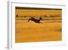 Roe Deer (Capreolus Capreolus) Doe Leaping Through Barley Field in Dawn Light. Perthshire, Scotland-Fergus Gill-Framed Photographic Print