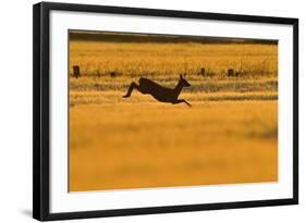 Roe Deer (Capreolus Capreolus) Doe Leaping Through Barley Field in Dawn Light. Perthshire, Scotland-Fergus Gill-Framed Photographic Print