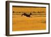 Roe Deer (Capreolus Capreolus) Doe Leaping Through Barley Field in Dawn Light. Perthshire, Scotland-Fergus Gill-Framed Photographic Print