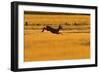 Roe Deer (Capreolus Capreolus) Doe Leaping Through Barley Field in Dawn Light. Perthshire, Scotland-Fergus Gill-Framed Photographic Print