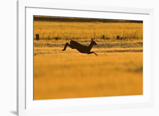 Roe Deer (Capreolus Capreolus) Doe Leaping Through Barley Field in Dawn Light. Perthshire, Scotland-Fergus Gill-Framed Photographic Print