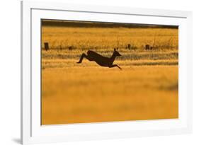 Roe Deer (Capreolus Capreolus) Doe Leaping Through Barley Field in Dawn Light. Perthshire, Scotland-Fergus Gill-Framed Photographic Print