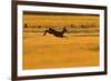 Roe Deer (Capreolus Capreolus) Doe Leaping Through Barley Field in Dawn Light. Perthshire, Scotland-Fergus Gill-Framed Photographic Print