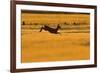 Roe Deer (Capreolus Capreolus) Doe Leaping Through Barley Field in Dawn Light. Perthshire, Scotland-Fergus Gill-Framed Photographic Print