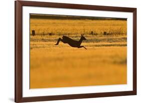 Roe Deer (Capreolus Capreolus) Doe Leaping Through Barley Field in Dawn Light. Perthshire, Scotland-Fergus Gill-Framed Photographic Print