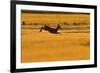 Roe Deer (Capreolus Capreolus) Doe Leaping Through Barley Field in Dawn Light. Perthshire, Scotland-Fergus Gill-Framed Photographic Print