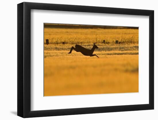 Roe Deer (Capreolus Capreolus) Doe Leaping Through Barley Field in Dawn Light. Perthshire, Scotland-Fergus Gill-Framed Photographic Print