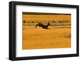 Roe Deer (Capreolus Capreolus) Doe Leaping Through Barley Field in Dawn Light. Perthshire, Scotland-Fergus Gill-Framed Photographic Print