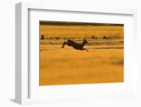 Roe Deer (Capreolus Capreolus) Doe Leaping Through Barley Field in Dawn Light. Perthshire, Scotland-Fergus Gill-Framed Photographic Print