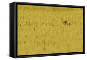 Roe Deer (Capreolus Capreolus) Doe Peering from Wheat Field. Perthshire, Scotland, June-Fergus Gill-Framed Stretched Canvas