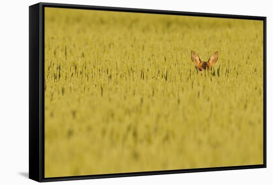 Roe Deer (Capreolus Capreolus) Doe Peering from Wheat Field. Perthshire, Scotland, June-Fergus Gill-Framed Stretched Canvas