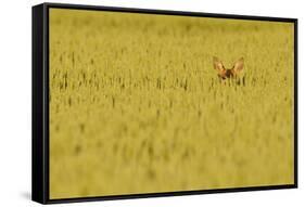 Roe Deer (Capreolus Capreolus) Doe Peering from Wheat Field. Perthshire, Scotland, June-Fergus Gill-Framed Stretched Canvas