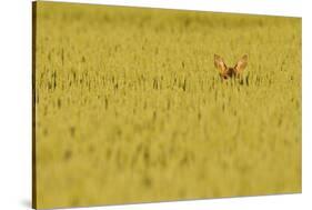 Roe Deer (Capreolus Capreolus) Doe Peering from Wheat Field. Perthshire, Scotland, June-Fergus Gill-Stretched Canvas