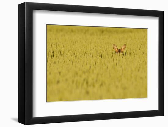 Roe Deer (Capreolus Capreolus) Doe Peering from Wheat Field. Perthshire, Scotland, June-Fergus Gill-Framed Premium Photographic Print