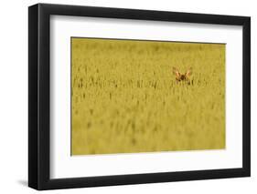 Roe Deer (Capreolus Capreolus) Doe Peering from Wheat Field. Perthshire, Scotland, June-Fergus Gill-Framed Premium Photographic Print