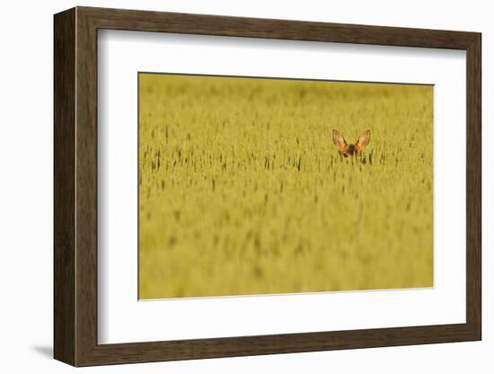 Roe Deer (Capreolus Capreolus) Doe Peering from Wheat Field. Perthshire, Scotland, June-Fergus Gill-Framed Photographic Print