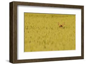 Roe Deer (Capreolus Capreolus) Doe Peering from Wheat Field. Perthshire, Scotland, June-Fergus Gill-Framed Photographic Print