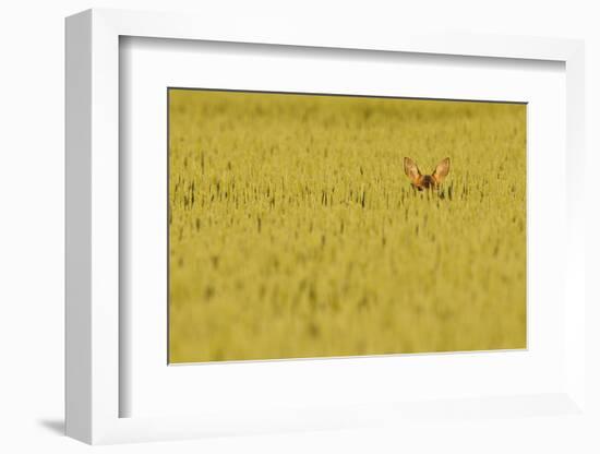 Roe Deer (Capreolus Capreolus) Doe Peering from Wheat Field. Perthshire, Scotland, June-Fergus Gill-Framed Photographic Print