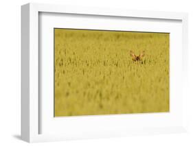 Roe Deer (Capreolus Capreolus) Doe Peering from Wheat Field. Perthshire, Scotland, June-Fergus Gill-Framed Photographic Print