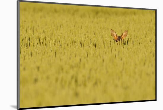 Roe Deer (Capreolus Capreolus) Doe Peering from Wheat Field. Perthshire, Scotland, June-Fergus Gill-Mounted Photographic Print