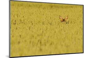 Roe Deer (Capreolus Capreolus) Doe Peering from Wheat Field. Perthshire, Scotland, June-Fergus Gill-Mounted Photographic Print