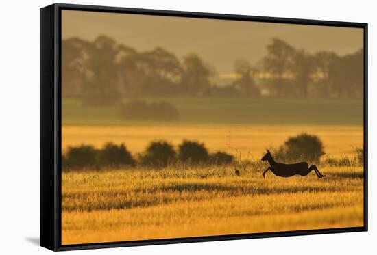 Roe Deer (Capreolus Capreolus) Doe Running in a Field of Barley, Northumberland, England, UK, June-Fergus Gill-Framed Stretched Canvas