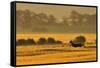 Roe Deer (Capreolus Capreolus) Doe Running in a Field of Barley, Northumberland, England, UK, June-Fergus Gill-Framed Stretched Canvas