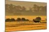 Roe Deer (Capreolus Capreolus) Doe Running in a Field of Barley, Northumberland, England, UK, June-Fergus Gill-Mounted Photographic Print