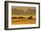 Roe Deer (Capreolus Capreolus) Doe Running in a Field of Barley, Northumberland, England, UK, June-Fergus Gill-Framed Photographic Print