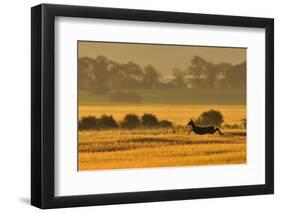 Roe Deer (Capreolus Capreolus) Doe Running in a Field of Barley, Northumberland, England, UK, June-Fergus Gill-Framed Photographic Print