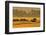 Roe Deer (Capreolus Capreolus) Doe Running in a Field of Barley, Northumberland, England, UK, June-Fergus Gill-Framed Photographic Print