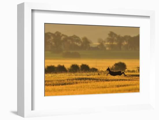 Roe Deer (Capreolus Capreolus) Doe Running in a Field of Barley, Northumberland, England, UK, June-Fergus Gill-Framed Photographic Print