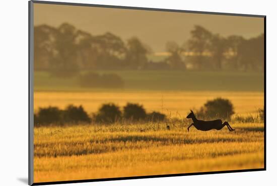 Roe Deer (Capreolus Capreolus) Doe Running in a Field of Barley, Northumberland, England, UK, June-Fergus Gill-Mounted Photographic Print