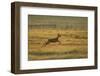 Roe Deer (Capreolus Capreolus) Doe Running Through Rough Grassland in Summer, Scotland, UK, June-Mark Hamblin-Framed Photographic Print