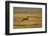 Roe Deer (Capreolus Capreolus) Doe Running Through Rough Grassland in Summer, Scotland, UK, June-Mark Hamblin-Framed Photographic Print