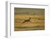Roe Deer (Capreolus Capreolus) Doe Running Through Rough Grassland in Summer, Scotland, UK, June-Mark Hamblin-Framed Photographic Print