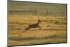 Roe Deer (Capreolus Capreolus) Doe Running Through Rough Grassland in Summer, Scotland, UK, June-Mark Hamblin-Mounted Photographic Print