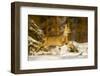 Roe Deer (Capreolus Capreolus) Female Leaping in Snow, Southern Norway, March-Andy Trowbridge-Framed Photographic Print