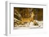 Roe Deer (Capreolus Capreolus) Female Leaping in Snow, Southern Norway, March-Andy Trowbridge-Framed Photographic Print