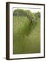 Roe Deer (Capreolus Capreolus) in a Field of Wheat (Triticum Sp) Berkshire, England, UK, June-Bertie Gregory-Framed Photographic Print