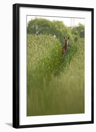 Roe Deer (Capreolus Capreolus) in a Field of Wheat (Triticum Sp) Berkshire, England, UK, June-Bertie Gregory-Framed Photographic Print