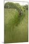 Roe Deer (Capreolus Capreolus) in a Field of Wheat (Triticum Sp) Berkshire, England, UK, June-Bertie Gregory-Mounted Photographic Print