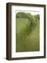 Roe Deer (Capreolus Capreolus) in a Field of Wheat (Triticum Sp) Berkshire, England, UK, June-Bertie Gregory-Framed Photographic Print