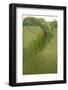 Roe Deer (Capreolus Capreolus) in a Field of Wheat (Triticum Sp) Berkshire, England, UK, June-Bertie Gregory-Framed Photographic Print